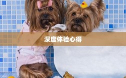 手游宠物购买系统深度探索与体验心得