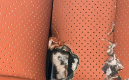 理想L8车内惊现老鼠，座椅遭破坏引发悲伤故事