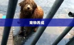手游世界里的宠物养成之旅，购买与体验指南