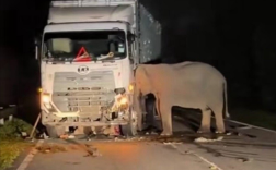 小象被撞身亡，母象卡车前不愿离去，引发深思