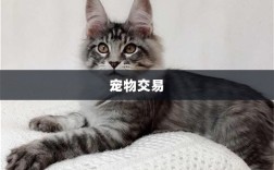 手游世界中的宠物交易，全新游戏体验探索