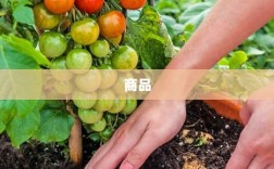 直播购物需谨慎，市场监管总局和中消协发布消费提示，关键证据保存指南（图解）