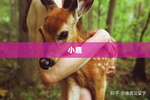 小鹿妈妈办公地实地探访，员工午休闭门吃外卖背后的真相揭秘，公司拒绝回应媒体质疑。-图1