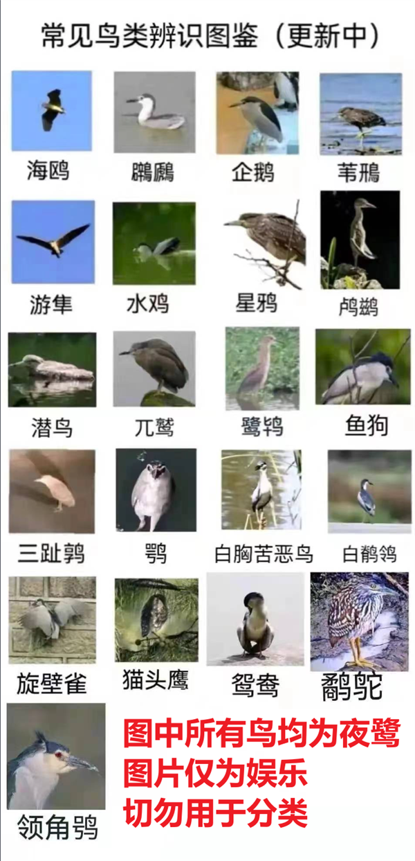揭秘城市常见鸟类,13种常见大鸟,你或许见过却叫不出名字-图12 揭秘城市常见鸟类,13种常见大鸟,你或许见过却叫不出名字-图12