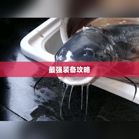 手游老鼠最强装备推荐攻略-图1