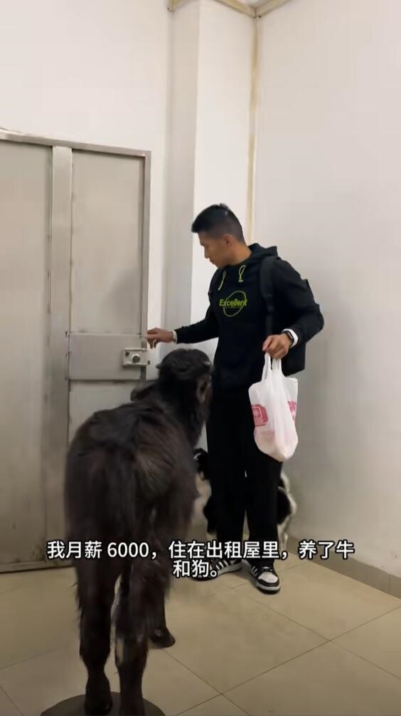 男子出租屋养牛,警醒自己远离牛马生活-图2 男子出租屋养牛,警醒自己远离牛马生活-图2