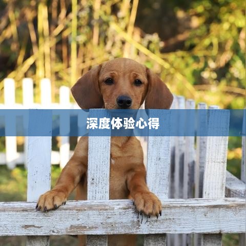手游宠物购买系统深度探索与体验心得-图1 手游宠物购买系统深度探索与体验心得-图1