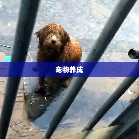 手游世界里的宠物养成之旅,购买与体验指南-图1 手游世界里的宠物养成之旅,购买与体验指南-图1