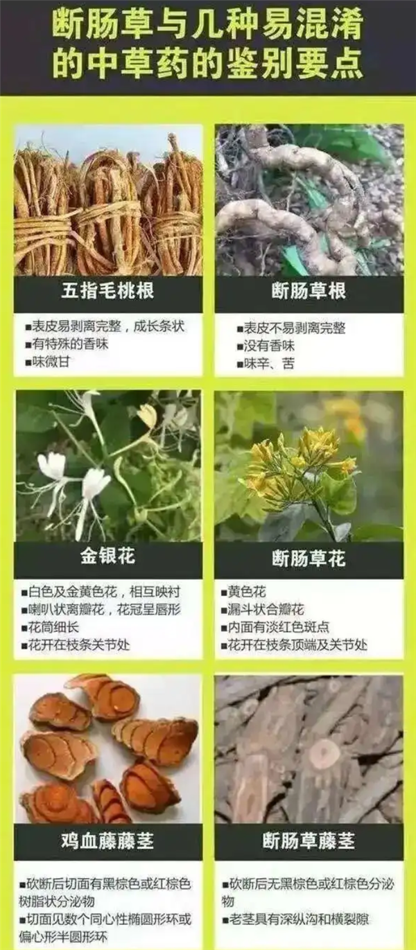 误食断肠草引发中毒，一家六口紧急入院治疗，误认为是五指毛桃所致-图2