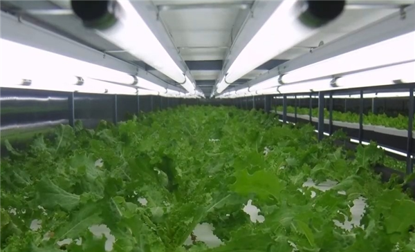 科学家创新种植技术,沙漠变沃土,Z轴种菜产量飙升百倍-图2 科学家创新种植技术,沙漠变沃土,Z轴种菜产量飙升百倍-图2
