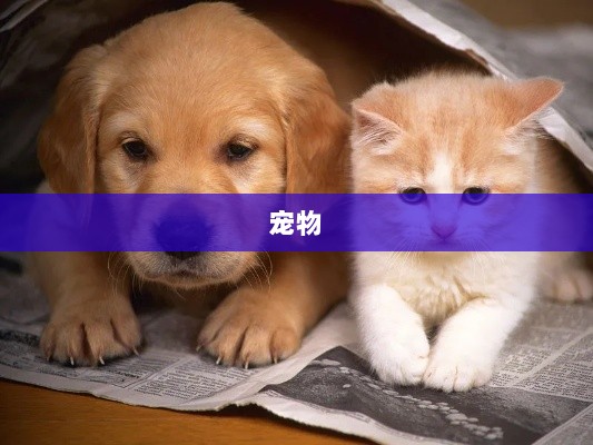 成都,它经济崛起,引领宠物友好新风尚-图1 成都,它经济崛起,引领宠物友好新风尚-图1