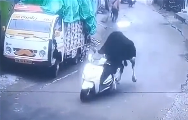印度牛偷骑摩托车,撞墙后从容离去-图1 印度牛偷骑摩托车,撞墙后从容离去-图1
