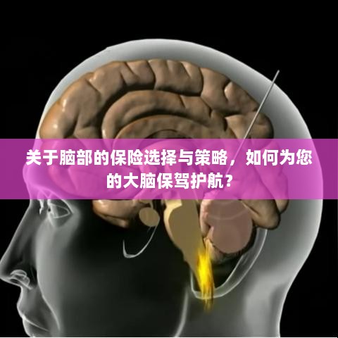 如何选择合适的脑部保险,为您的大脑保驾护航?-图1 如何选择合适的脑部保险,为您的大脑保驾护航?-图1