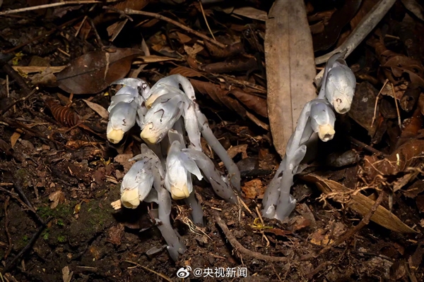 贵州发现罕见幽灵之花,无法光合作用,神秘生长奇迹揭秘-图1 贵州发现罕见幽灵之花,无法光合作用,神秘生长奇迹揭秘-图1
