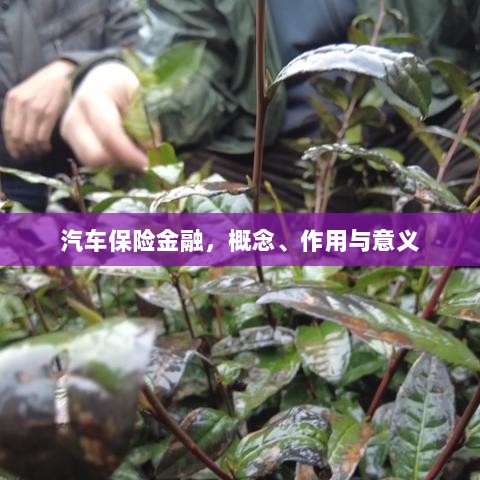 汽车保险金融,概念、作用及意义解析-图1 汽车保险金融,概念、作用及意义解析-图1