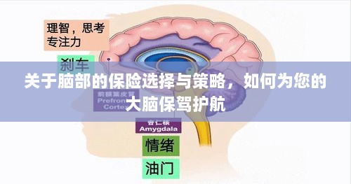 如何为大脑保驾护航，选择最佳脑部保险策略与方案-图1