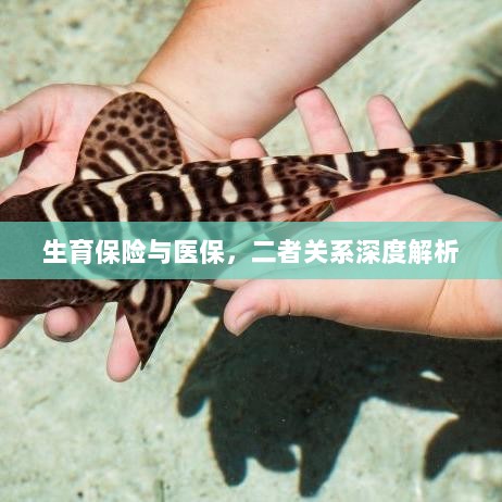 生育保险与医保的关系深度探讨与解析-图1