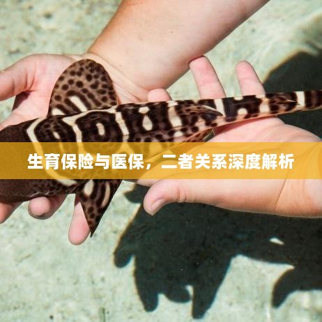 生育保险与医保的关系深度探讨与解析-图1 生育保险与医保的关系深度探讨与解析-图1