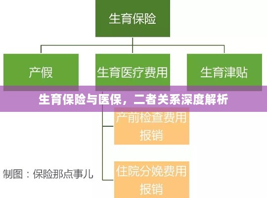 生育保险与医保的关系深度探讨与解析-图1
