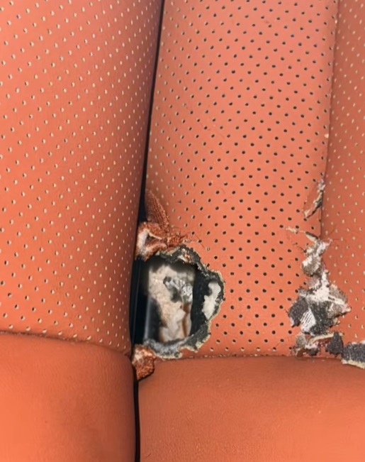 理想L8车内惊现老鼠，座椅遭破坏引发悲伤故事-图1