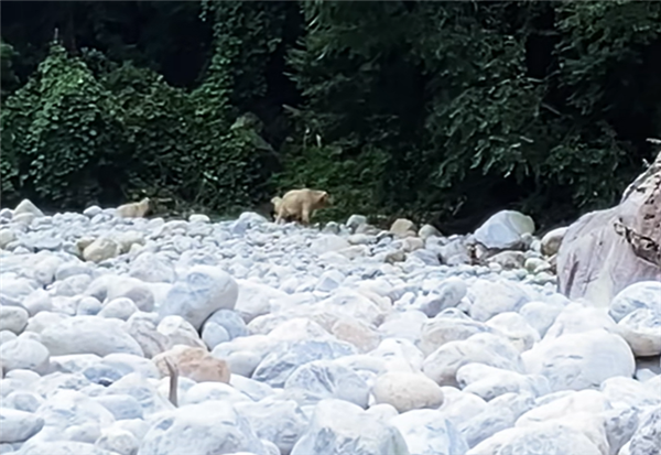 秦岭偶遇羚牛,钓鱼佬遭遇杀人王,野外安全需警惕-图2 秦岭偶遇羚牛,钓鱼佬遭遇杀人王,野外安全需警惕-图2