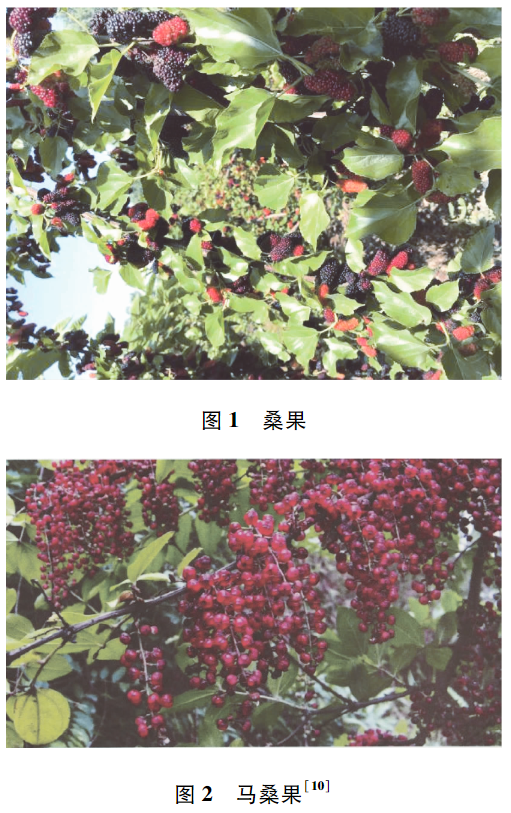 当下时节,富含4倍维生素C的保健水果正当季,一口爆汁的最佳享受-图2 当下时节,富含4倍维生素C的保健水果正当季,一口爆汁的最佳享受-图2