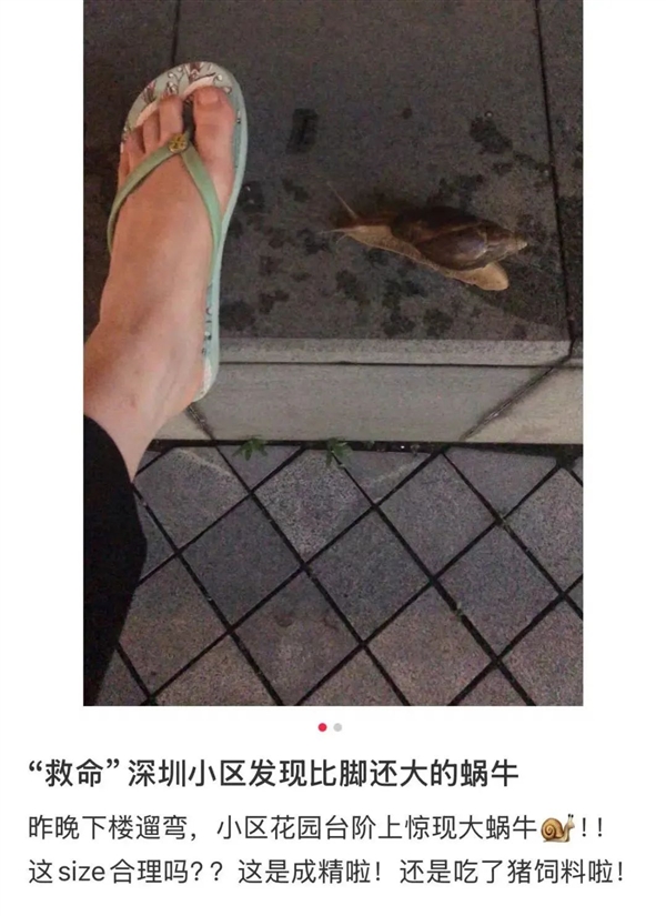 深圳雨后惊现巨型蜗牛，警惕，请勿触碰-图2