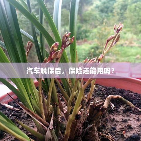 汽车脱保后，保险是否继续有效？-图1