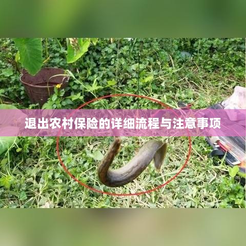 退出农村保险的详细流程与注意事项全解析-图1 退出农村保险的详细流程与注意事项全解析-图1