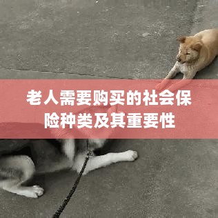 老人需购买的社会保险种类及其重要性概览-图1 老人需购买的社会保险种类及其重要性概览-图1
