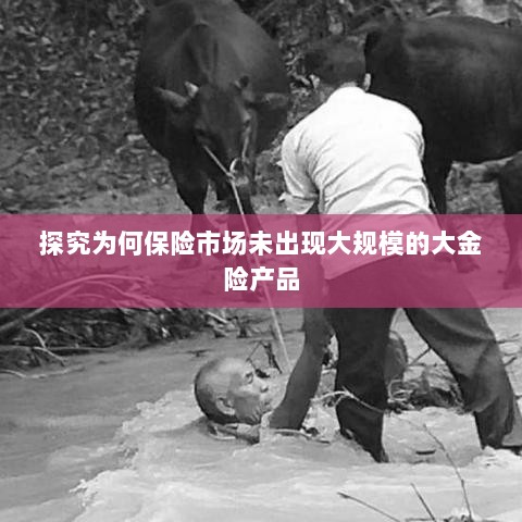 探究保险市场未出现大规模大金险产品的原因-图1