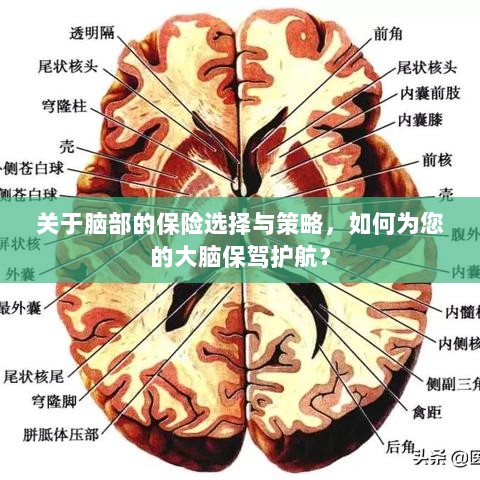 如何选择合适的脑部保险，为您的大脑保驾护航？-图1