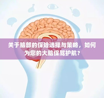 如何选择合适的脑部保险,为您的大脑保驾护航?-图1 如何选择合适的脑部保险,为您的大脑保驾护航?-图1