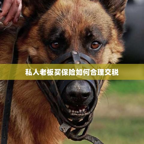 私人老板如何合理购买保险并交税指南-图1 私人老板如何合理购买保险并交税指南-图1