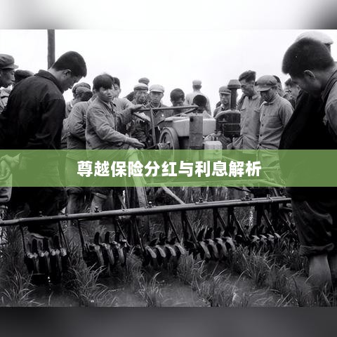 尊越保险分红与利息深度解析-图1